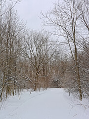 hiking trail through a snowy forest in Gatineau national park Canada