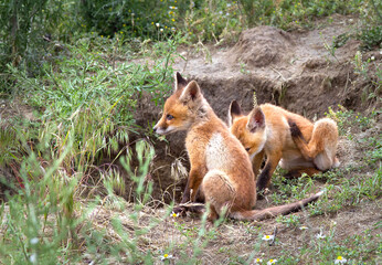 Young red foxes near the den. Kits resting out of hole.