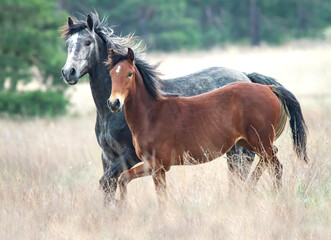 Two wild horses galloping in the field near the forest.