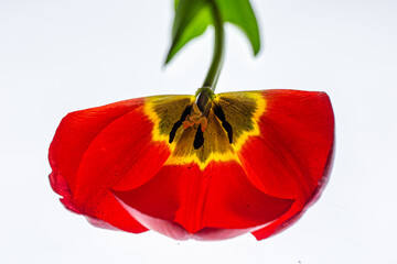 Blütenblätter und Staubblätter  einer roten Tulpe auf weissem Hintergrund