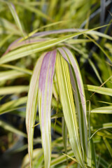 Hakone grass Aureola