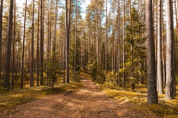 Obraz premium autumn in the woods forest with a lake in background sunny cloudy day trail green pine trees