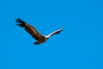 Obraz premium the bird