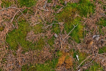moss on tree multiple color with a pine cone 