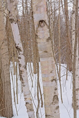 Obraz premium Silvler birch tree trunks forest detail - Betula pendula. Woodland, environment.