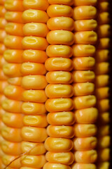Corn detail