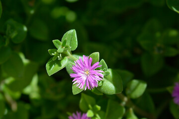 Baby sun rose