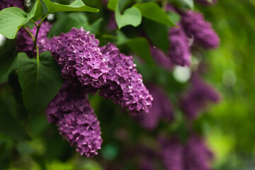 lilac close up purple green leaves spring summer flower bush