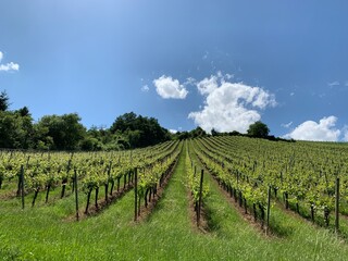Fototapeta na wymiar Beautiful view of the vineyards in Franconia on a Sunny summer day
