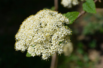 Wrinkled viburnum