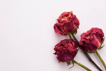 dry and old roses lie on a white background