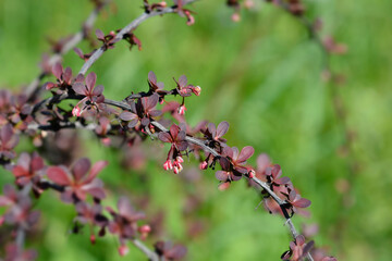 Purple Japanese barberry