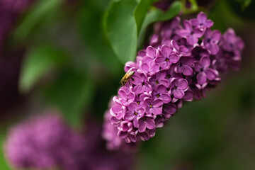 lilac close up purple green leaves spring summer flower bush