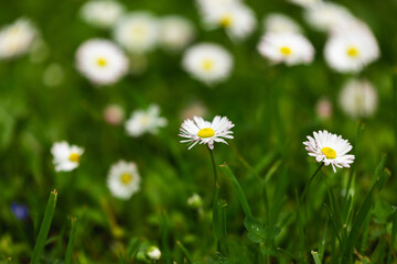 white daisies in the green grass day cloudy 