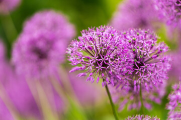 ornamental onion Allium  ball shape on a long stem Spring summer garden green backdrop close up purple flowers