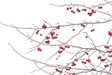 Winterberries on bare tree twigs covered in snow - Ilex verticillata