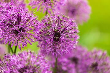 purple flowers Allium Ornamental onion ball shape on a long stem Spring summer garden green backdrop close up