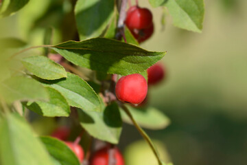 Crabapple Royal Beauty