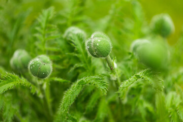 poppies not blossomed yet young with water drops green