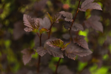 Obraz premium dark leaves of a bush tree in the wild 