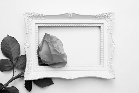 black and white photo, live gray rose in a white frame for a photo on a white background