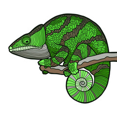 Vector illustration. Hand drawing realistic chameleon. Green lizard.