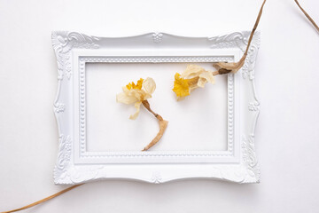 flowers of dry daffodils in a white frame on a white background