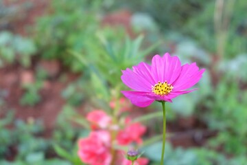 In selective focus a sweet cosmos flower blossom in a field with green nature background