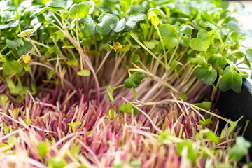 Microgreens