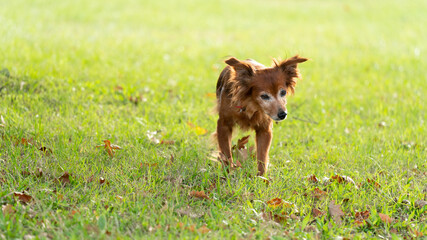 Adorable life scene on a red fox-like dog, in the middle of nature