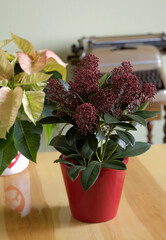 Blooming skimmia on the table in the room, F/2,8