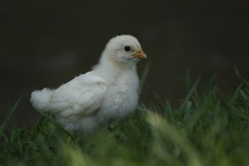 Un pollito bebe amarillo caminando por la finca