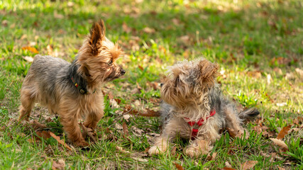 Games between Yorkshire terriers, adorable little companion dogs in the middle of nature