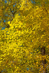A Curtain of Yellow Leaves in the Forest