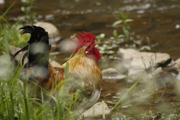 Acercamiento a gallo tomando agua del río riachuelo