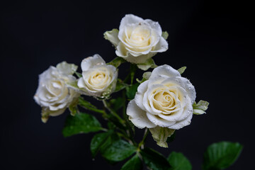 Obraz na płótnie Canvas White Roses