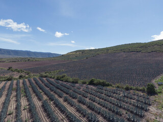 Agave field in oaxaca	