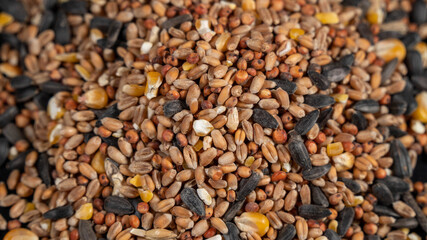 Seeds for feeding birds, on black background