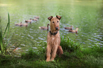 Red hunting dog sitting near the lake with ducks. Irish terrier. - 397090878