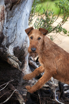 Red dog on the background of tree roots in the forest. Irish terrier.