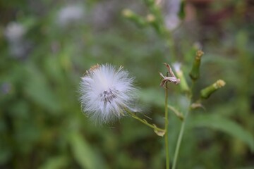  Dandelion Flower Seeds 