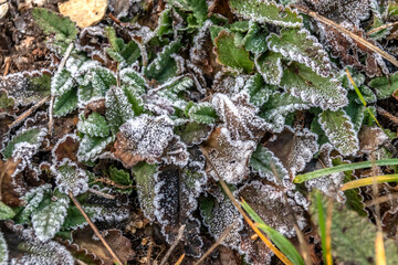 gel sur des feuilles