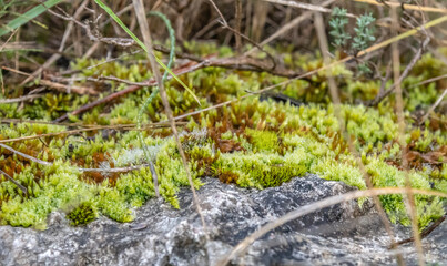 mousse recouverte de rosée