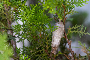 Insect larva wrapped in a cocoon hanging from a tree pine