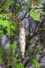 Insect larva cocoon hanging from a pine tree