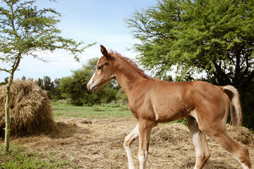 Arabian colt born on New Years Day