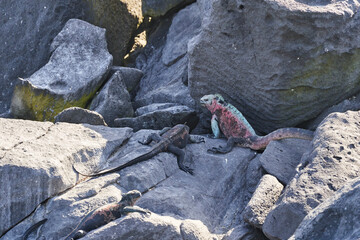 marine iguana, Amblyrhynchus cristatus, also sea, saltwater, or Galápagos marine iguana sitting on the lava rocks of the galapagos islands soaking up the sun
