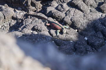marine iguana, Amblyrhynchus cristatus, also sea, saltwater, or Galápagos marine iguana sitting on...