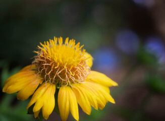 Yellow Mesa Peach Blanket Flower