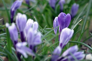 jasne błonia, krokus
